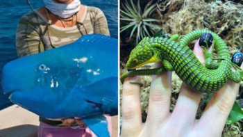 15 fotos de animais desconhecidos que você certamente nunca imaginou ver