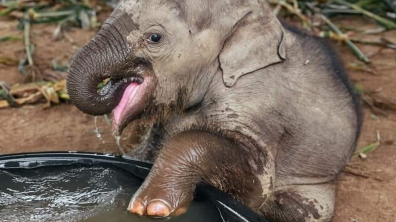 Elefantinho toma seu primeiro banho após ser resgatado de um circo
