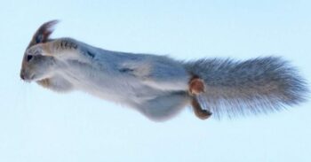 Fotógrafo conseguiu flagrar um esquilo fazendo sua melhor imitação de Superman