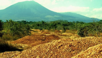 Fábrica de sucos despejou milhões de cascas de laranja em uma área desmatada e um ‘milagre verde’ aconte 25 anos depois