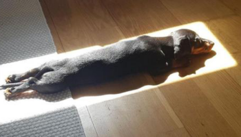 Cachorrinho procura qualquer luz do sol para tirar uma deliciosa soneca