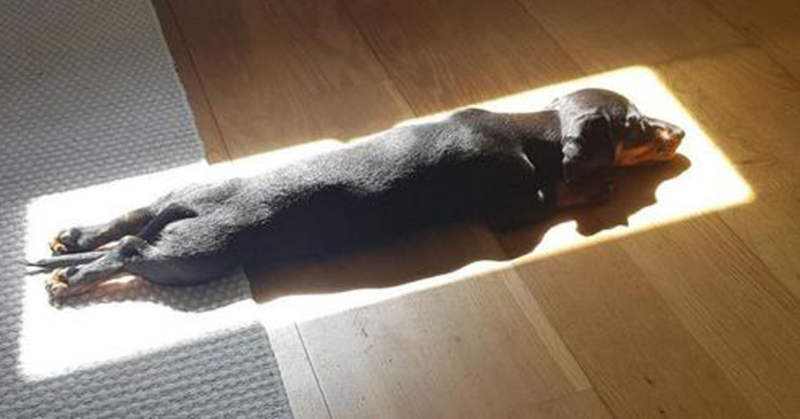 Cachorrinho procura qualquer luz do sol para tirar uma deliciosa soneca