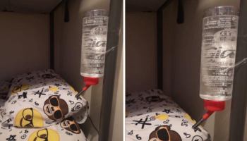 Mãe coloca bebedouro de coelho na cama do filho para que ele não a acordasse com sede