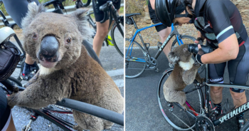 Ciclistas param no meio da estrada para dar água a um coala sedento