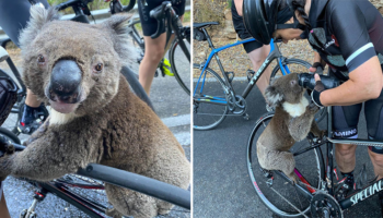 Ciclistas param no meio da estrada para dar água a um coala sedento