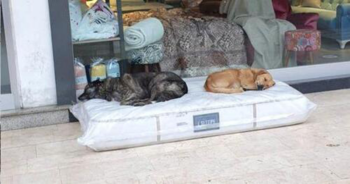 Loja coloca colchão do lado de fora para que os cachorros de rua tenham um lugar para dormir