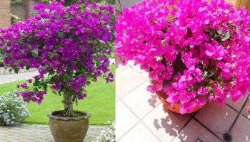 Como cultivar buganvílias em um vaso – floração e cuidados