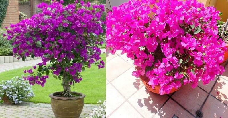 Como cultivar buganvílias em um vaso – floração e cuidados