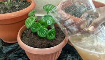Como fazer as plantas crescerem mais rápido