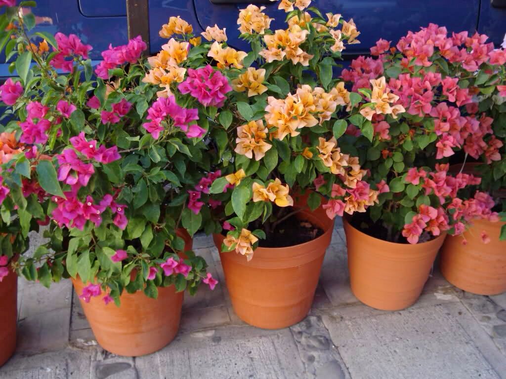 Como cultivar buganvílias em um vaso - floração e cuidados