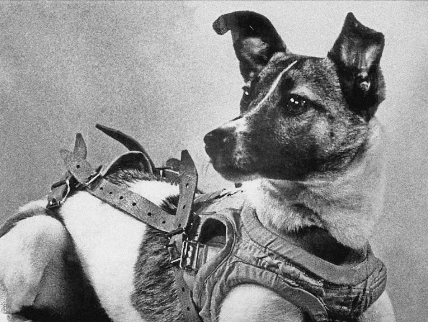 A Triste História De Laika O Primeiro Ser Vivo A Orbitar A Terra