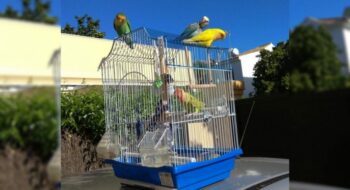 Grupo de papagaios vai de terraço em terraço abrindo gaiolas para libertar pássaros presos