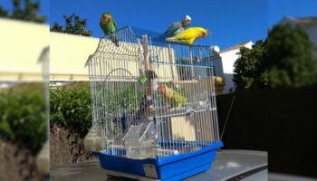 Grupo de papagaios vai de terraço em terraço abrindo gaiolas para libertar pássaros presos