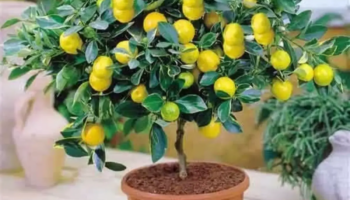 10 dicas para cultivar um limoeiro em vaso