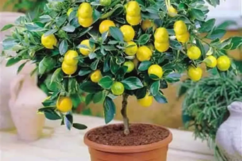 10 dicas para cultivar um limoeiro em vaso