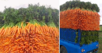 20 fotos extremamente satisfatórias para os amantes da ordem