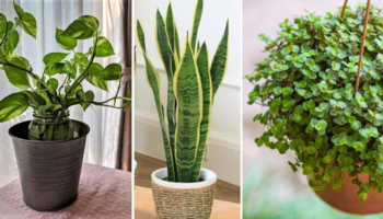 Saiba quais são as plantas que limpam o ar da sua casa