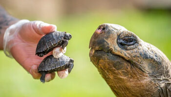 Nascem dois filhotes de tartarugas Galápagos e dão esperança à espécie
