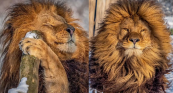 Fotógrafo flagra leão que parece ter acabado de sair do cabeleireiro, posando para as lentes