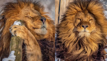 Fotógrafo flagra leão que parece ter acabado de sair do cabeleireiro, posando para as lentes