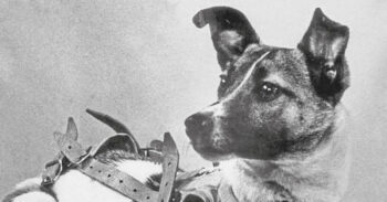 A triste história de Laika, o primeiro ser vivo a orbitar a terra