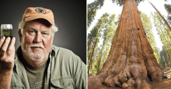 Este homem clona e planta as maiores árvores do mundo para evitar sua extinção