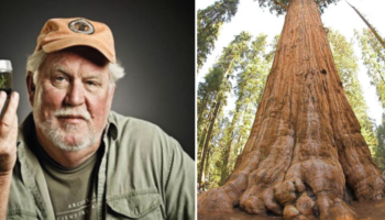 Este homem clona e planta as maiores árvores do mundo para evitar sua extinção