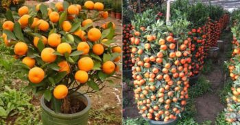 Como cultivar tangerinas em vaso – Passo a passo