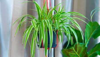 Como cuidar da FITA DE AMOR: A planta que purifica o ar da sua casa