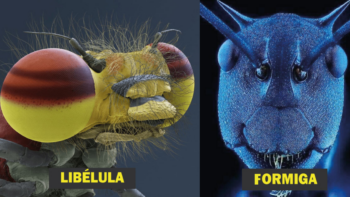 16 imagens microscópicas de insetos nunca antes vistas