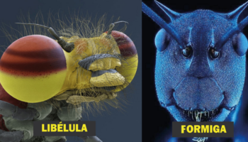 16 imagens microscópicas de insetos nunca antes vistas