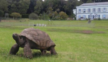 Jonathan, a tartaruga mais velha do mundo completa 190 anos