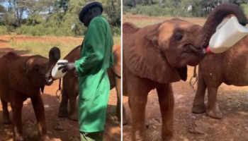 Momento adorável em que um bebê elefante órfão segura sua própria mamadeira