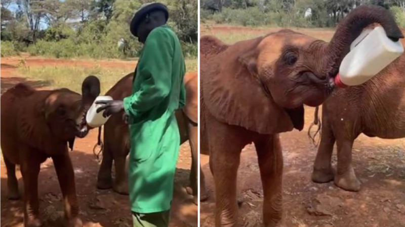 Momento adorável em que um bebê elefante órfão segura sua própria mamadeira