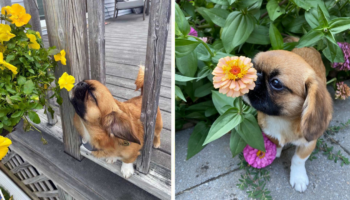 Este adorável cachorrinho insiste em parar para cheirar cada flor que encontra em seu jardim