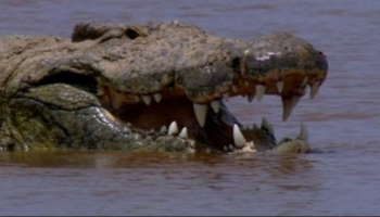 Conheça Gustave, o famoso crocodilo que devorava seres humanos