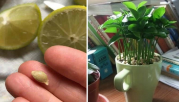 Aprenda a plantar limão de maneira simples em uma xícara para decorar e perfumar sua casa