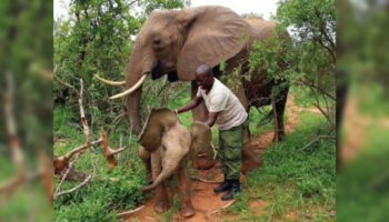Mamãe elefanta leva seu filhote para conhecer as pessoas que salvaram sua vida