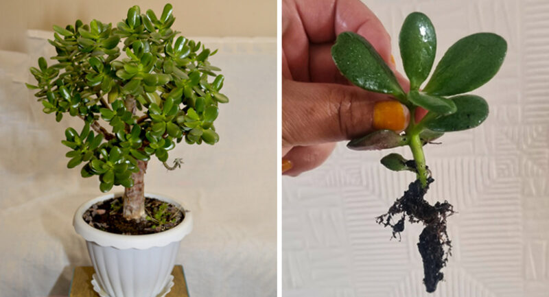 Como cultivar uma planta de jade com uma folha