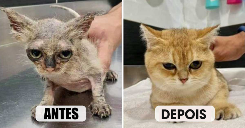 15 fotos de gatinhos antes e depois de serem adotados