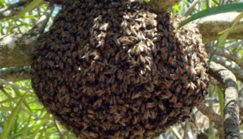 Milhares de abelhas perseguem carro por 2 dias para resgatar rainha que ficou presa na porta