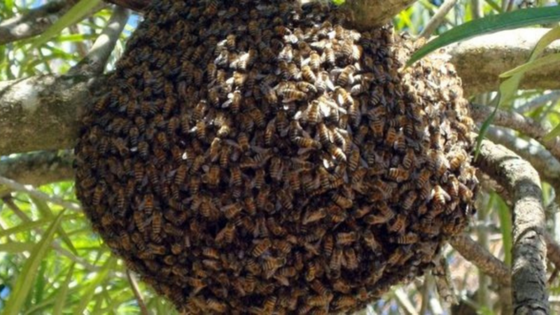 Milhares de abelhas perseguem carro por 2 dias para resgatar rainha que ficou presa na porta