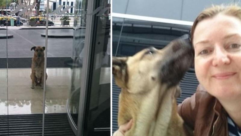 Aeromoça adota cachorro de rua que sempre a esperava do lado de fora de seu hotel