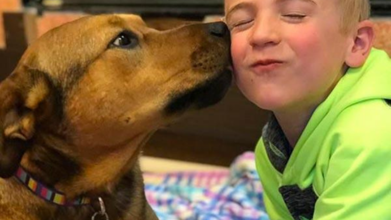 Menino de 7 anos já salvou a vida de mais de 4.000 cães