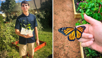 Jovem planta milhares de flores durante 12 anos para salvar borboletas da extinção