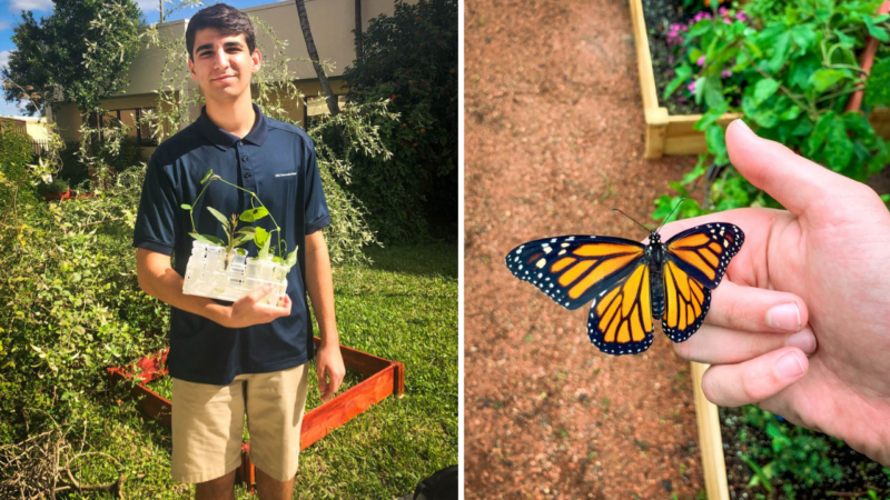 Jovem planta milhares de flores durante 12 anos para salvar borboletas da extinção