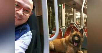 Motorista de ônibus se surpreende após cachorro amigável pular e tentar embarcar junto