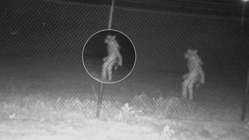 Câmera de segurança flagra criatura “misteriosa” circulando ao redor de zóologico no Texas