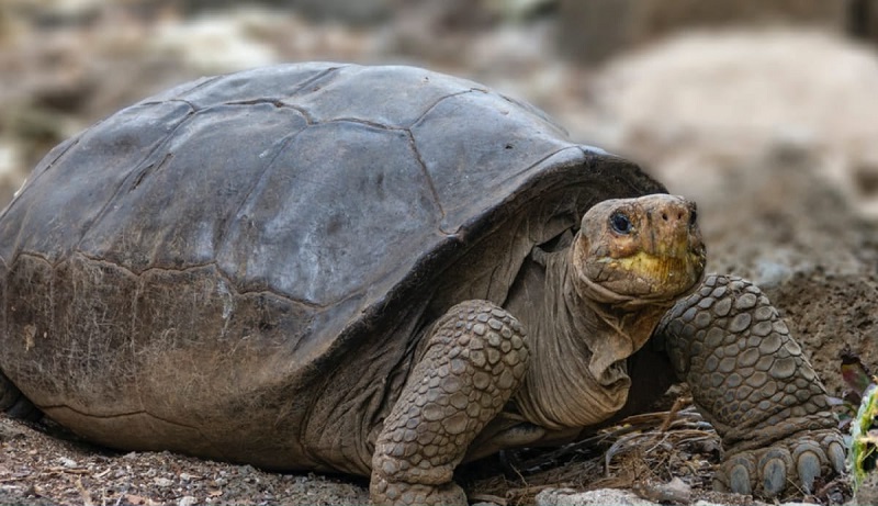 Fernanda, a tartaruga gigante que acreditava-se estar extinta há mais de 100 anos é descoberta