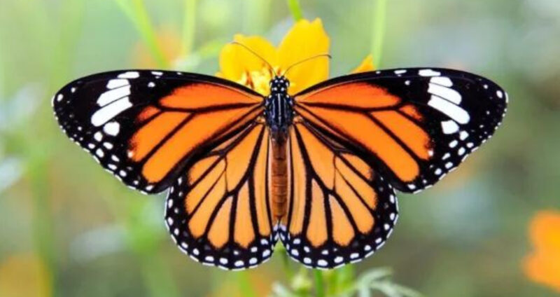 É oficial, a borboleta monarca agora é uma espécie ameaçada de extinção